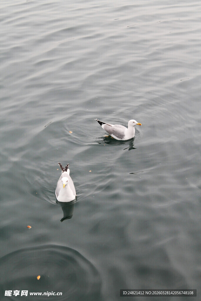 水面上的两只海鸥