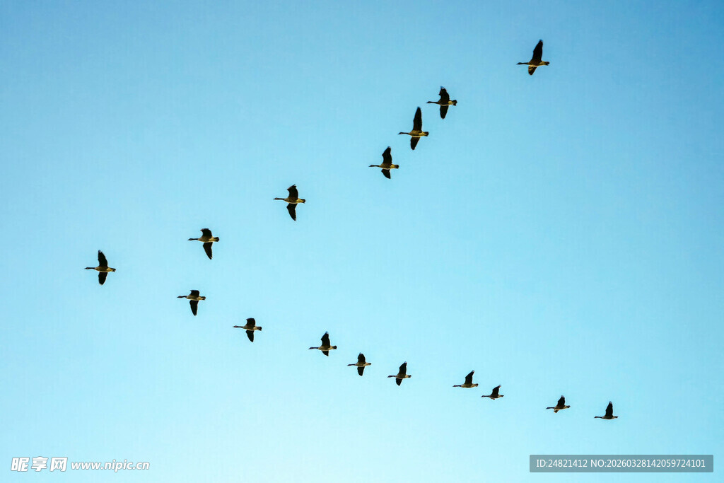 天空中飞翔的鸟群