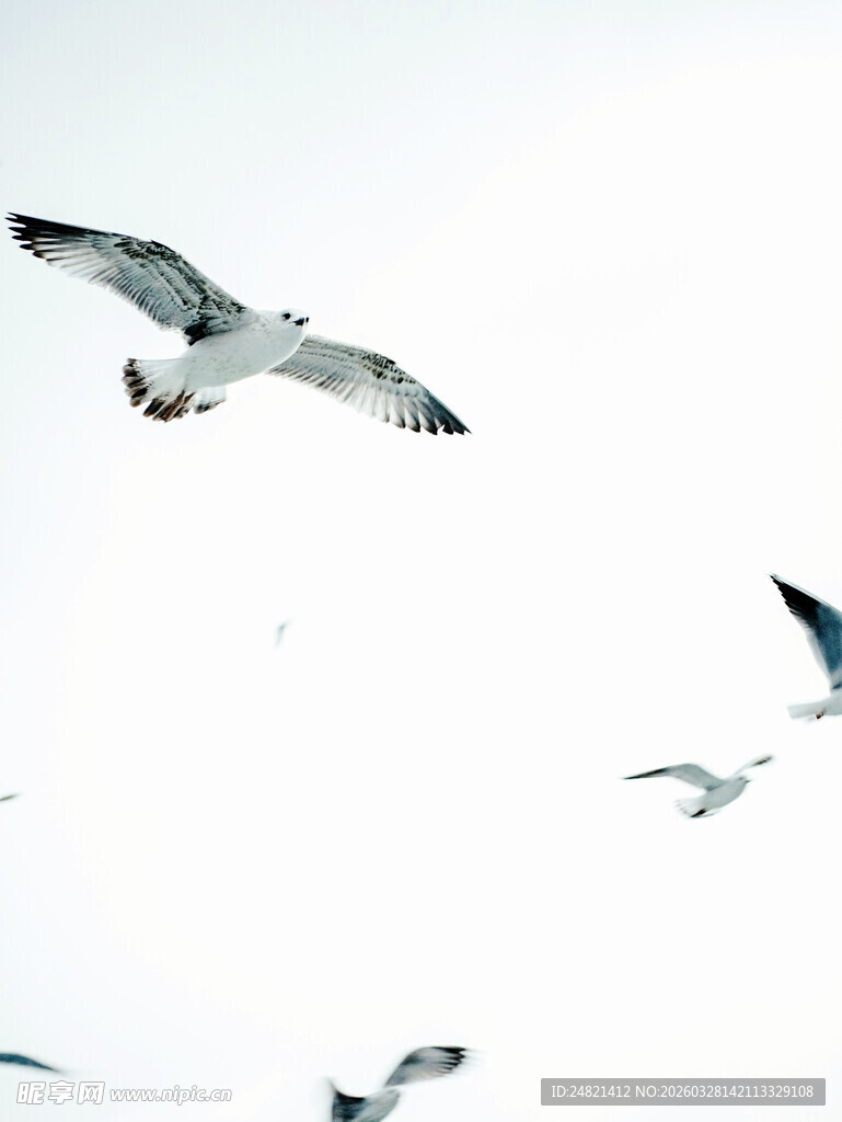 天空中飞翔的几只海鸥