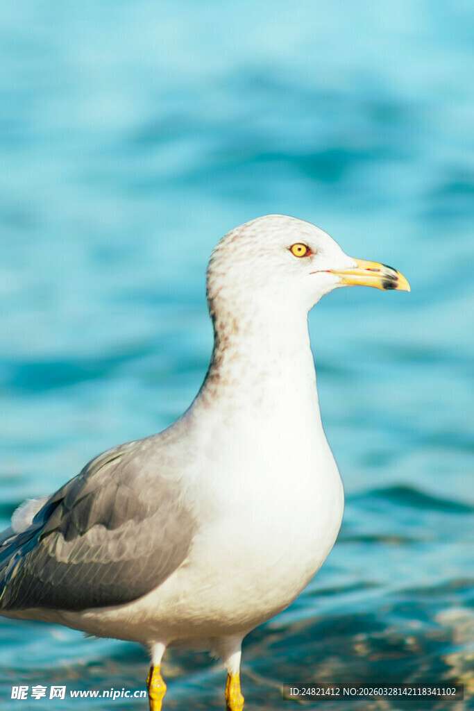 海边站立的灰背鸥