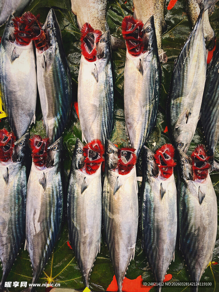 新鲜海鱼整齐挂放展示