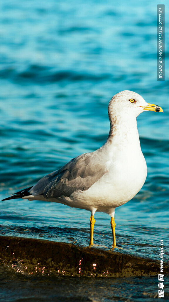 海边站立的海鸥