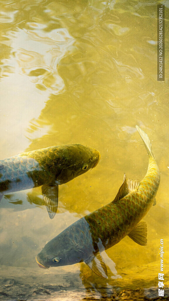 池塘中的灵动锦鲤