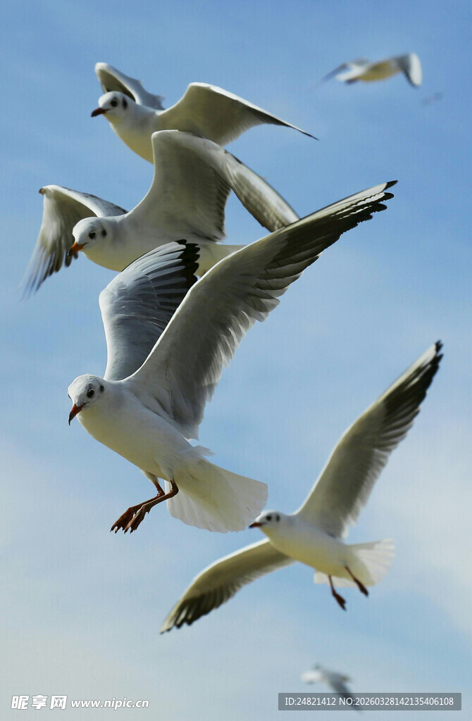 群鸥翱翔蓝天