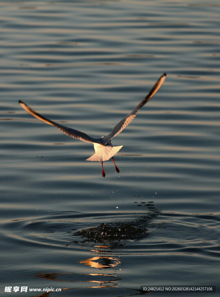 海鸥掠水瞬间