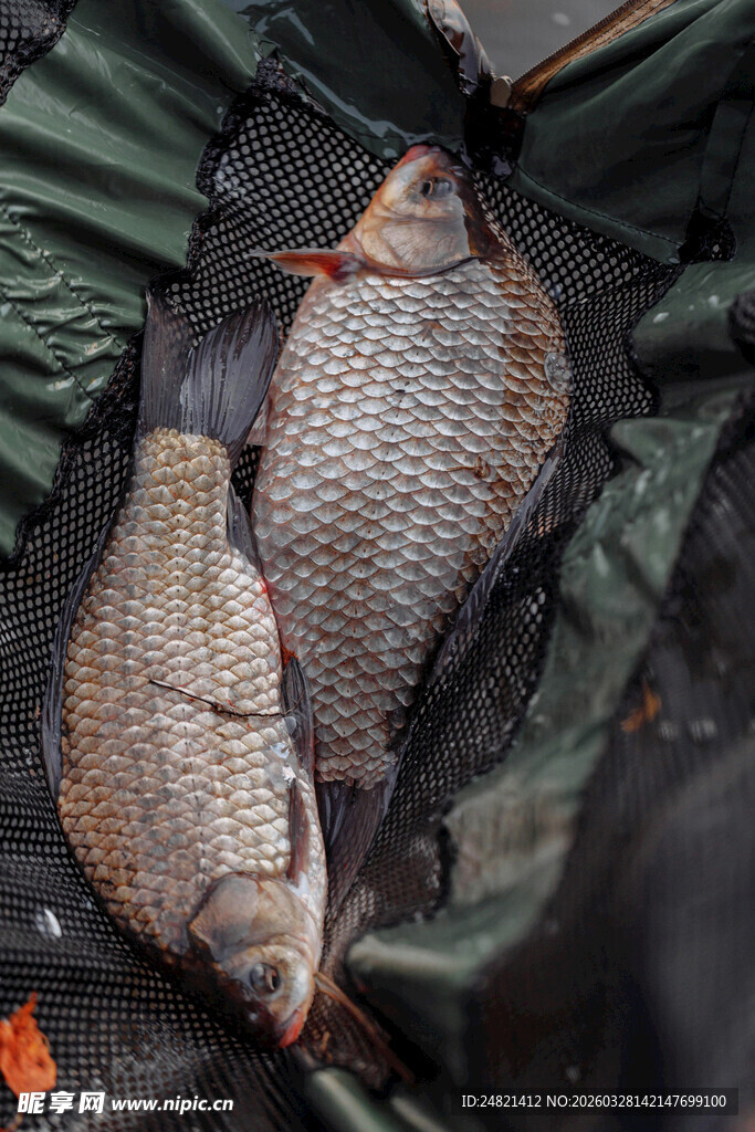 两条鲜活的野生淡水鱼