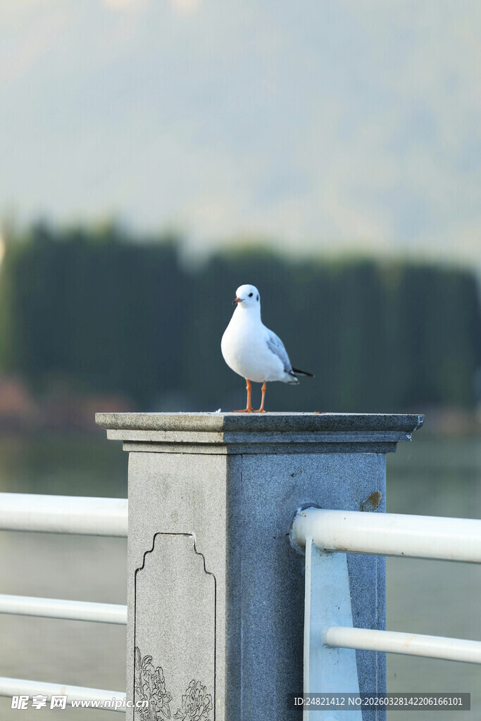 栏杆上的独栖海鸥