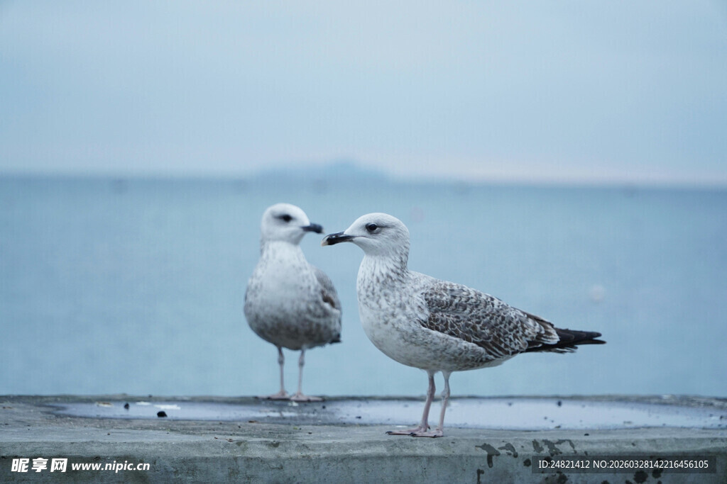 海边双鸥立于平台