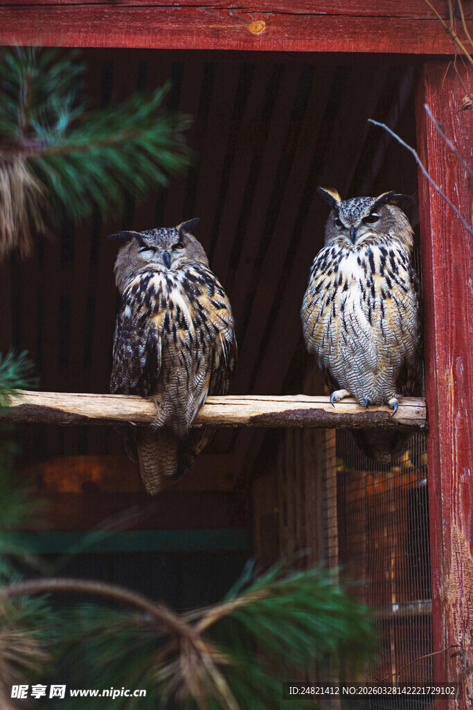 两只猫头鹰栖于木架上