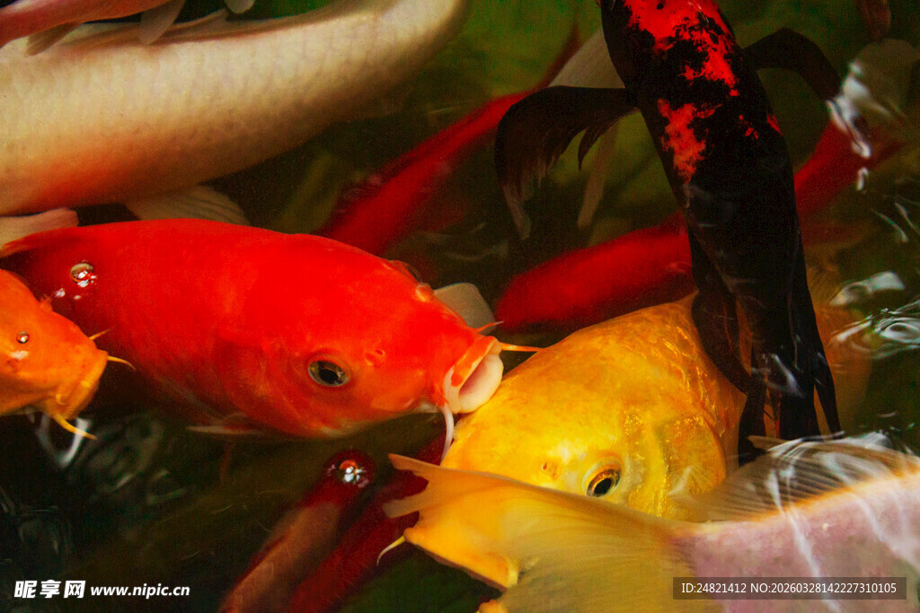 多彩金鱼在水中嬉戏