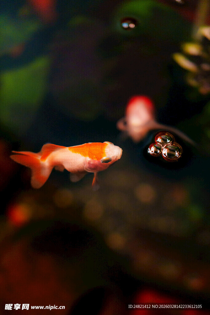 灵动金鱼游弋于水族世界