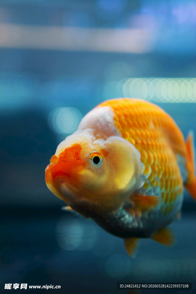 可爱金鱼特写