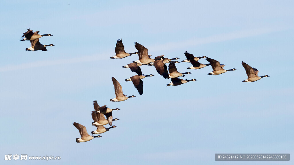 群鹤翱翔蓝天