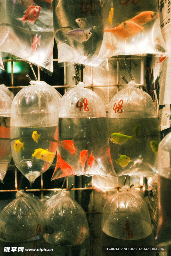 多彩金鱼陈列于透明鱼缸