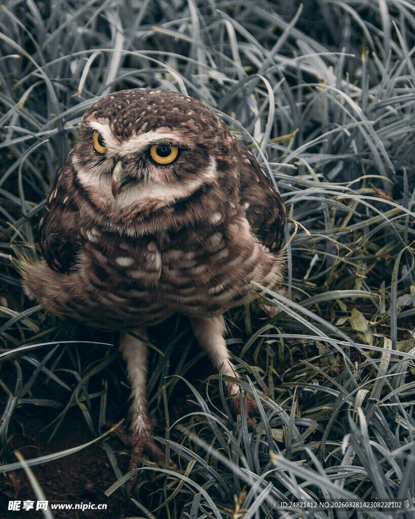 草丛中的呆萌猫头鹰