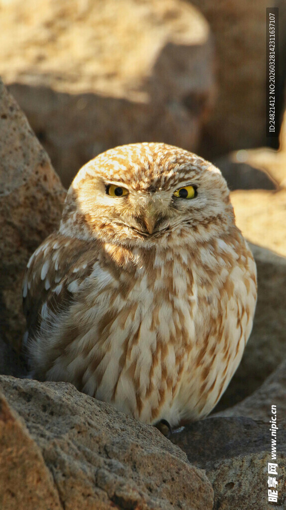 岩石间的小巧猫头鹰