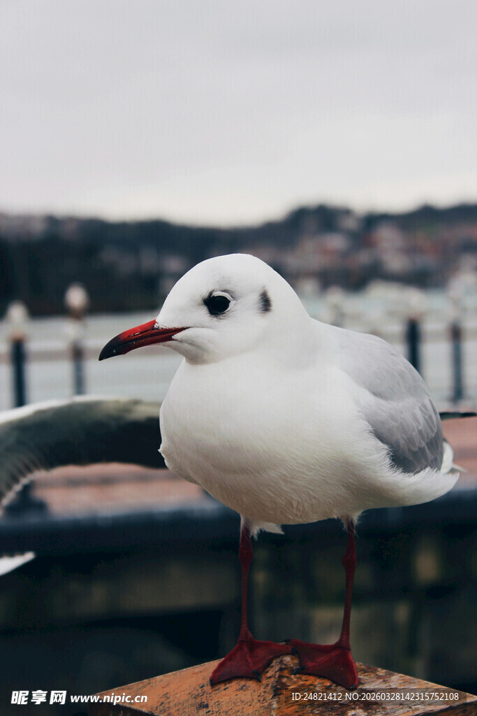 码头边的白色海鸥