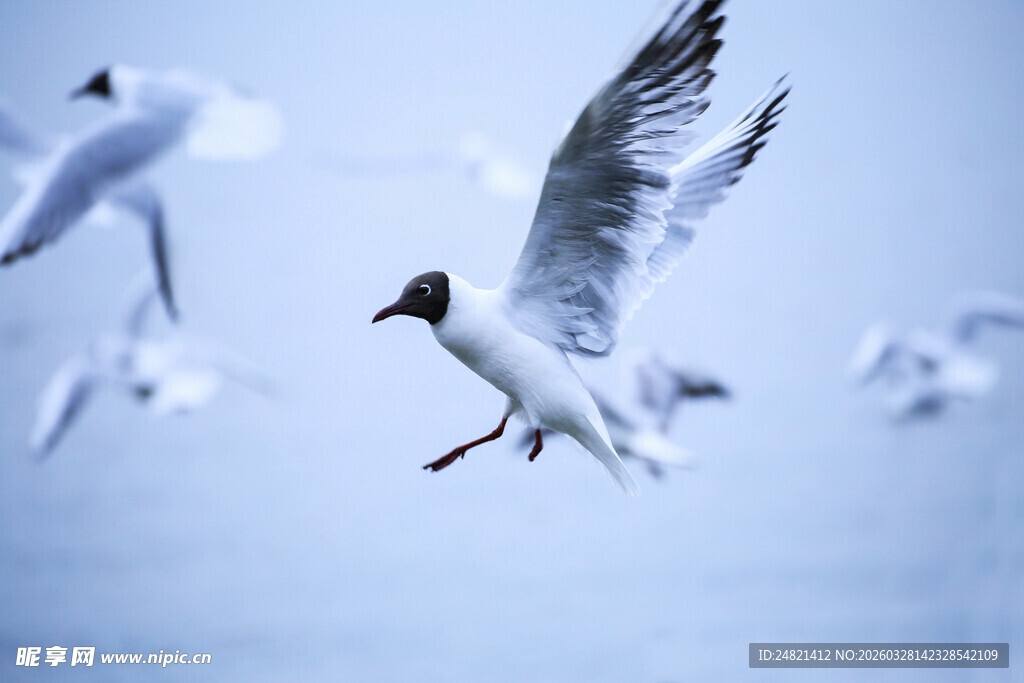 海鸥翱翔于天际