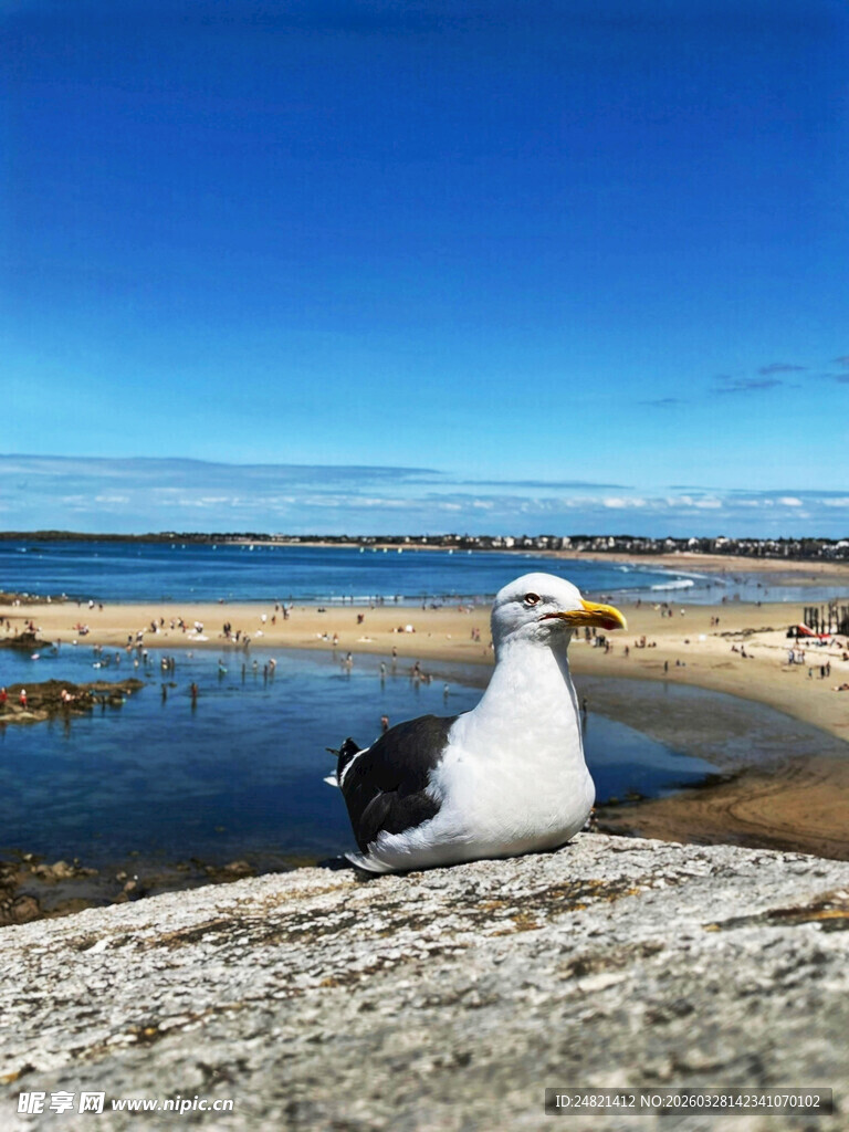 海边岩石上休憩的海鸥