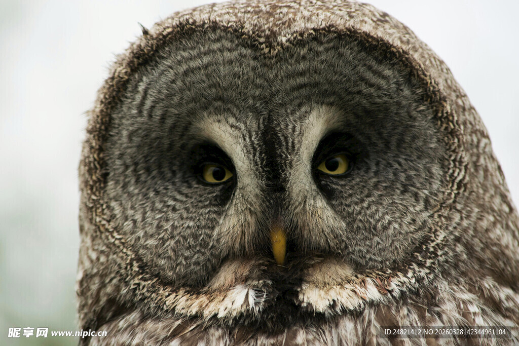 灰猫头鹰特写