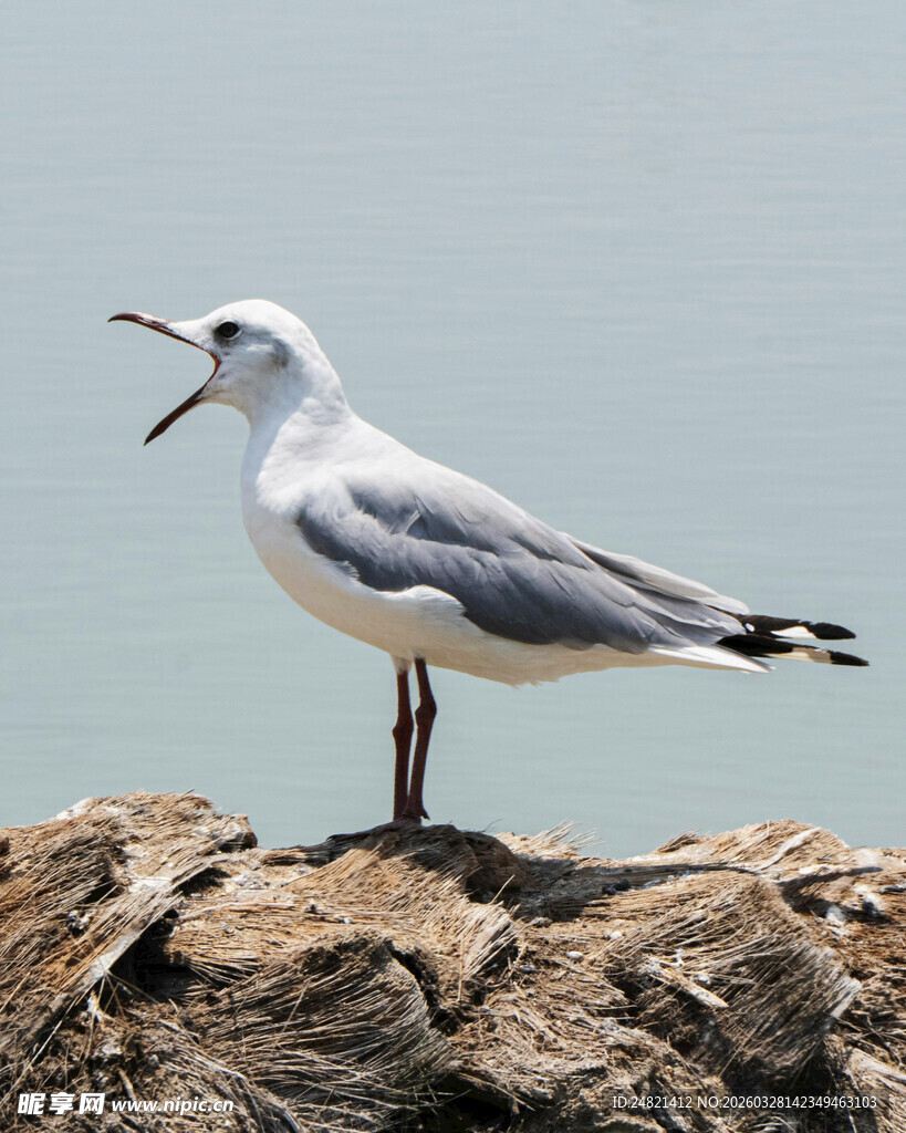 岩石上张嘴鸣叫的海鸥