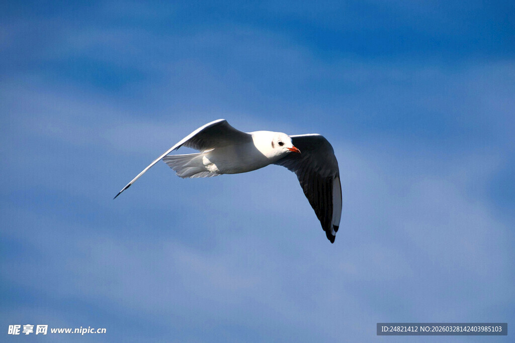 翱翔蓝天的海鸥