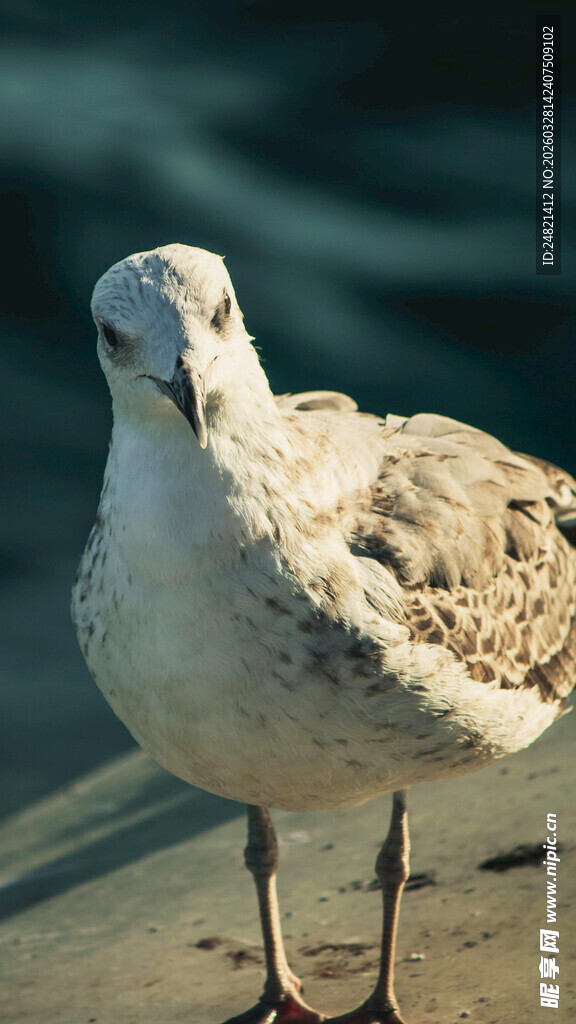 海边站立的可爱海鸥