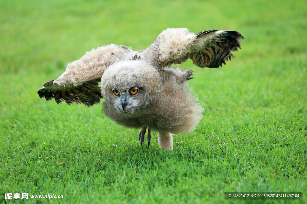 草地上展翅的毛茸茸小鸟