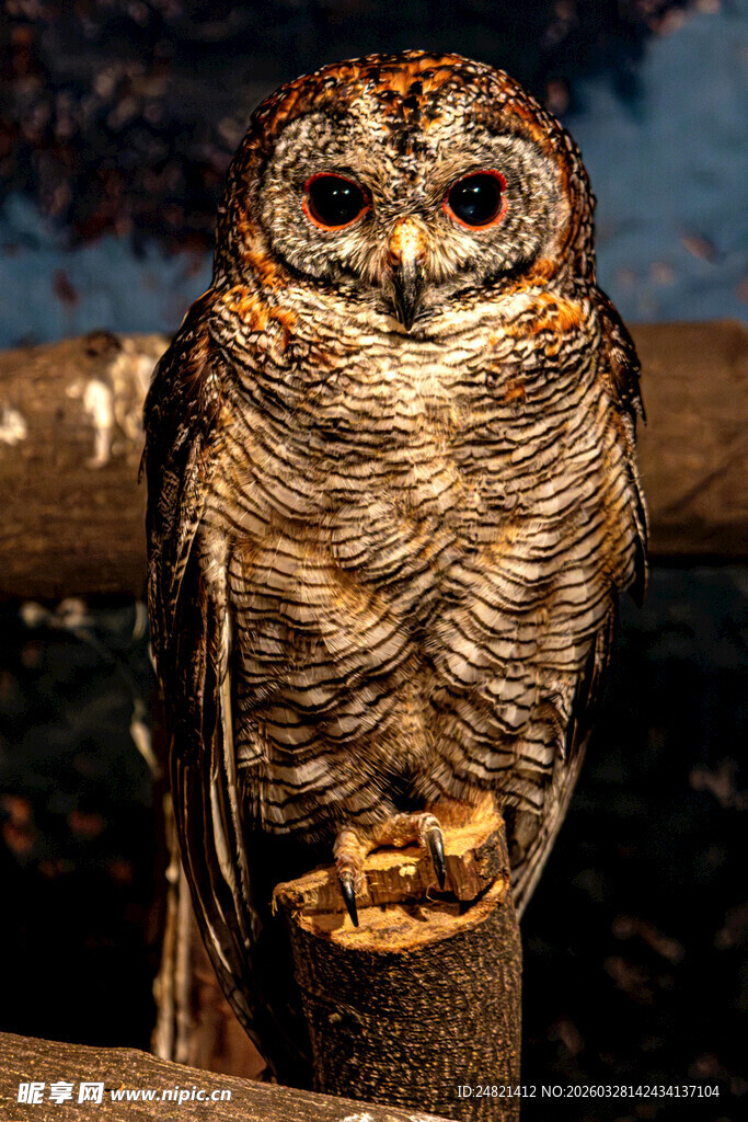 栖息木桩的猫头鹰