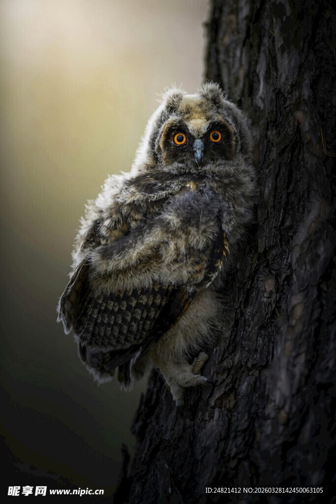 可爱猫头鹰栖息树干