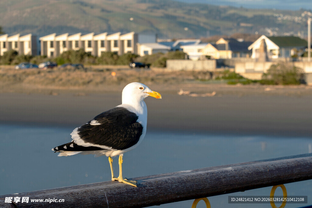 海边栏杆上的站立海鸥