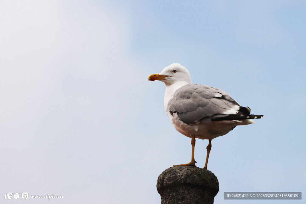海鸥立于石上眺望蓝天