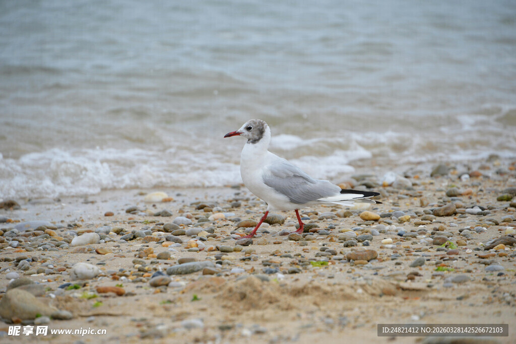 海边鸥立