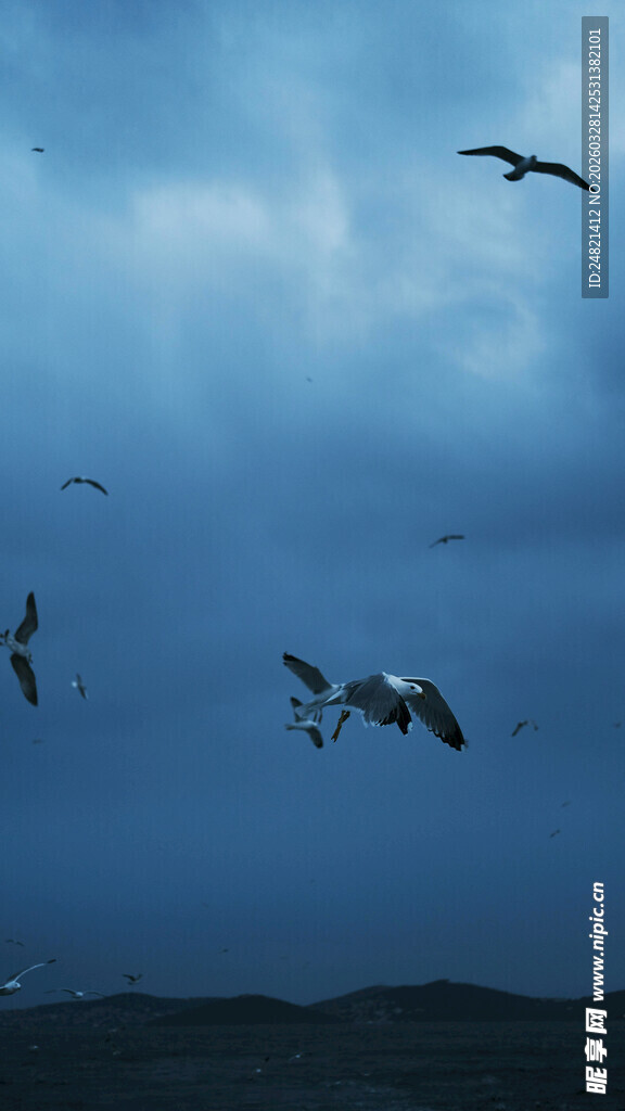 天空中飞翔的群鸟