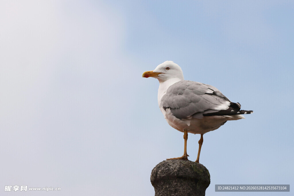 海鸥立于柱顶