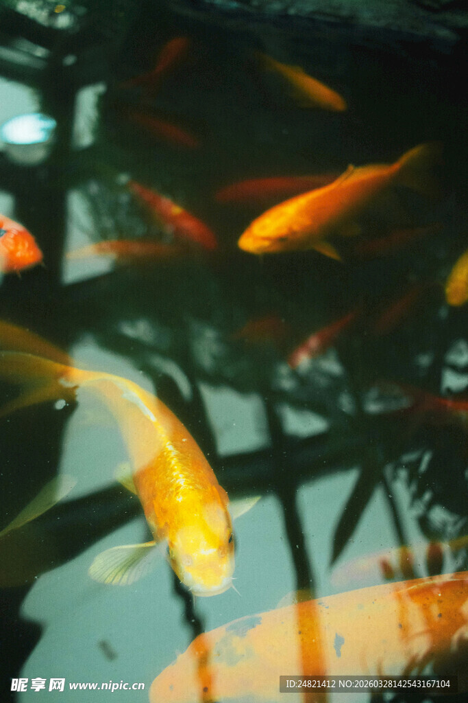 水中畅游的多彩金鱼