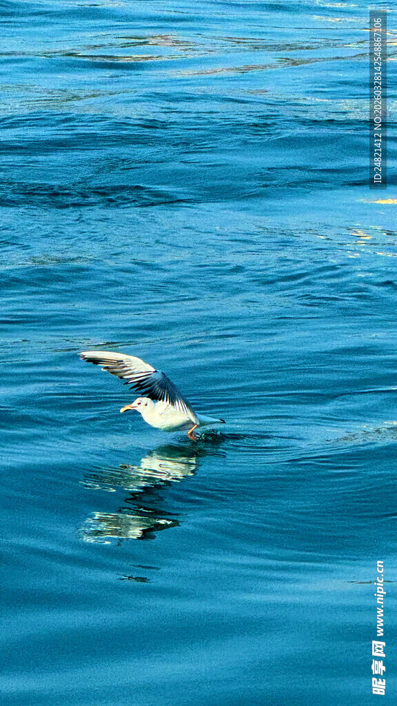 海面上飞翔的灵动小鸟