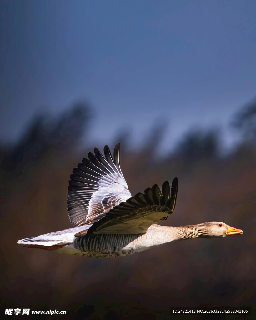 翱翔天际的白鸟