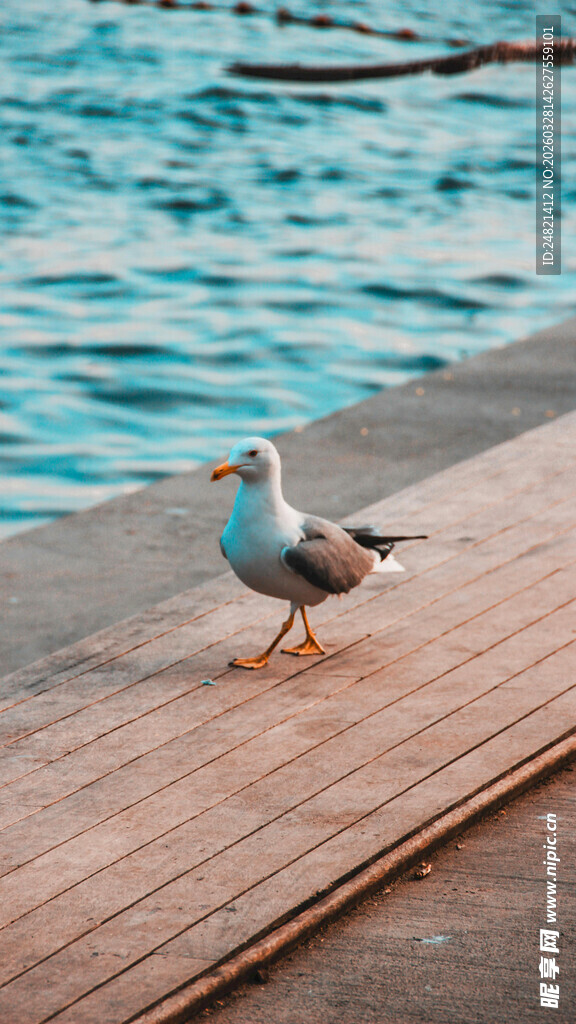 木板上的海鸥