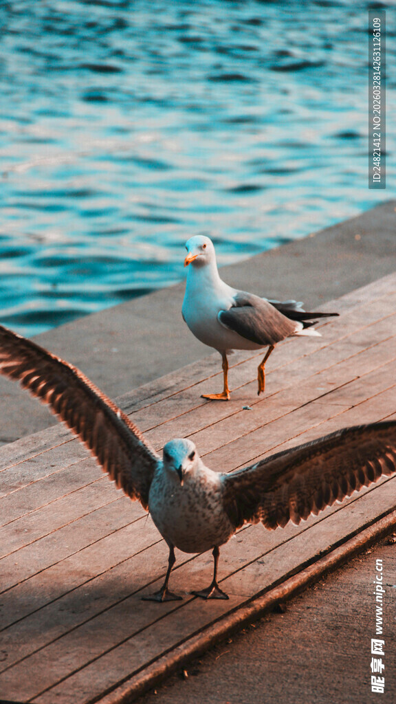 木栈道上展翅海鸥