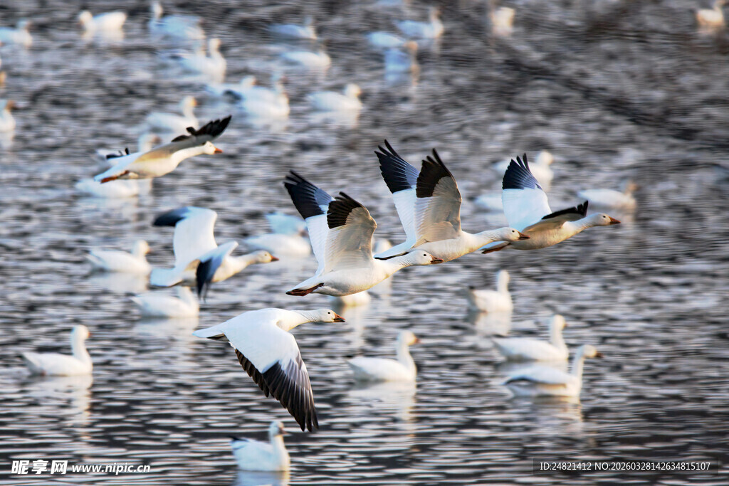 群鸟嬉戏于水面