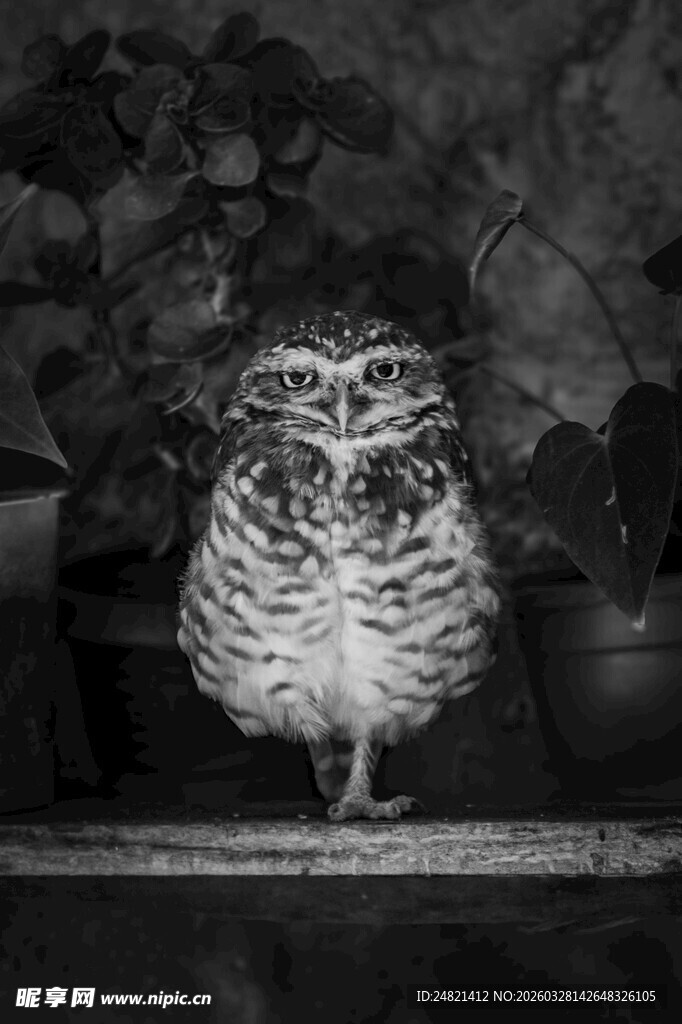 黑白照片中的可爱猫头鹰