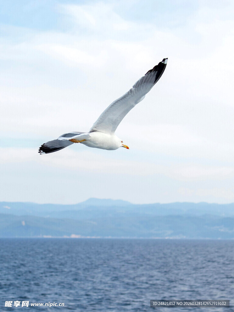 海鸥翱翔于广阔海面