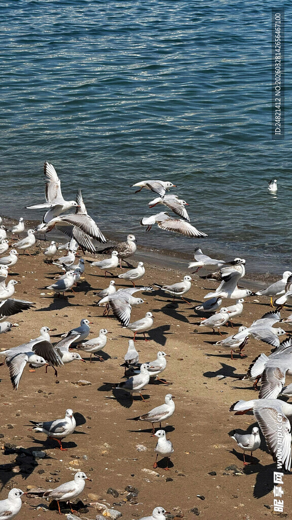海滩上群飞的海鸥