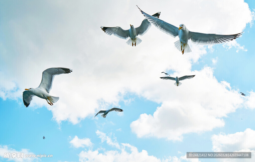 蓝天中飞翔的成群海鸥