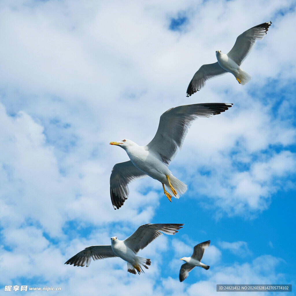 蓝天中翱翔的成群海鸥