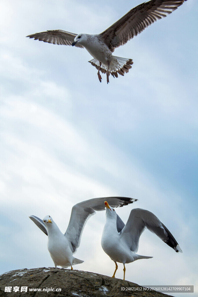 海鸥于石上飞翔的瞬间