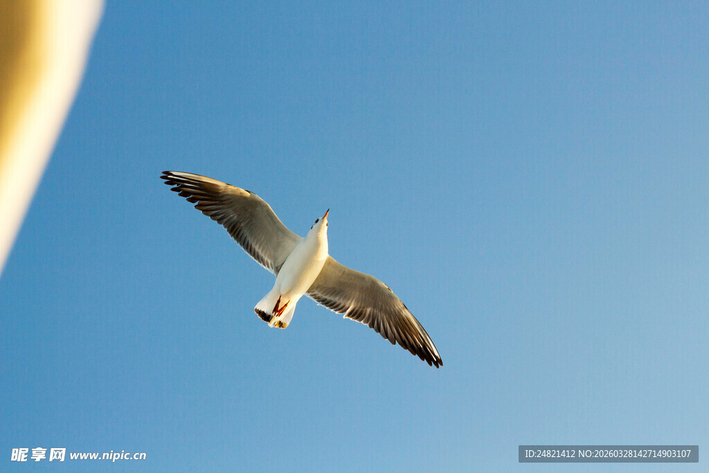 蓝天中展翅翱翔的海鸥