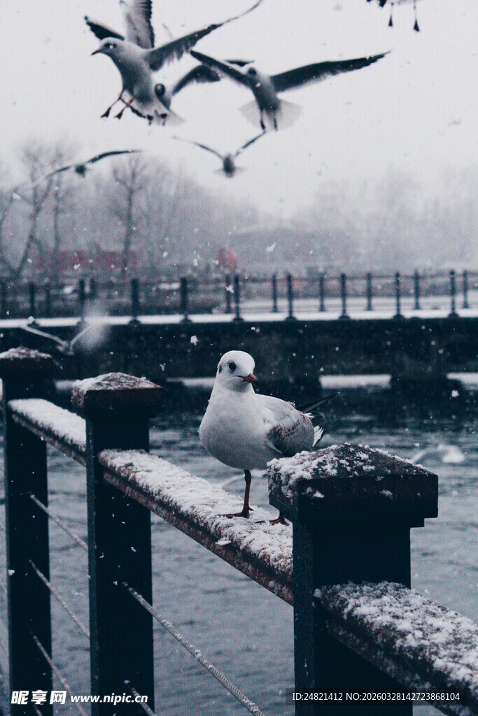 雪中栏杆上的海鸥与飞鸟