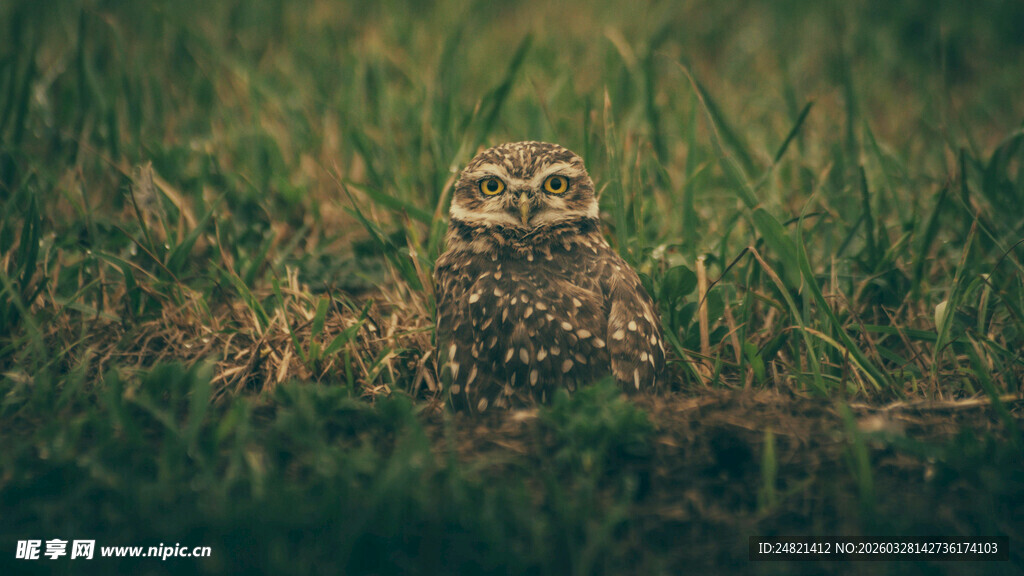 草丛中的可爱猫头鹰